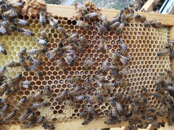 Host a Hive Program - Image 4