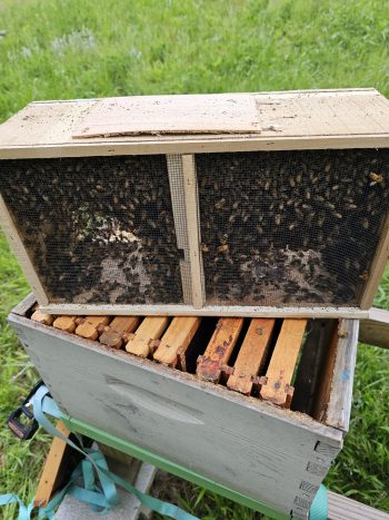 Host a Hive Program - Image 2