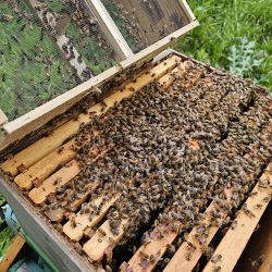 Host a Hive Program