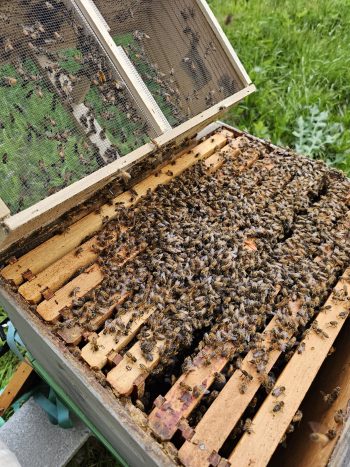 Host a Hive Program